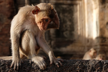 LITTLE SHY MONKEY
Little shy monkey is scratch it’s head with smile sitting on the ancient castle.