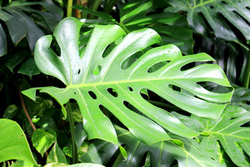 Monstera leaf 