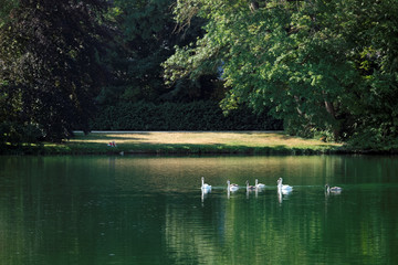 Étang aux carpes du château de Fontainebleau