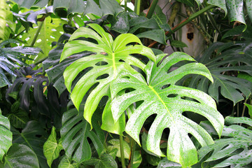 Monstera leaf  © marine art
