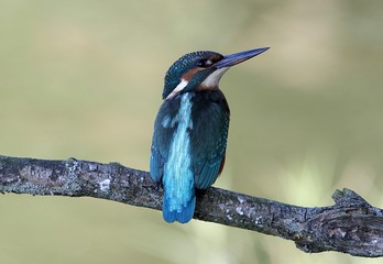 Alert European Kingfisher (Alcedo Atthis) on a branch while fishing, looking over shoulder.