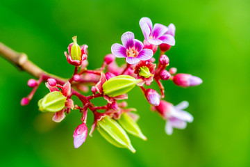 Fototapeta premium macro shot of Small pink flower of Carambola or star fruit