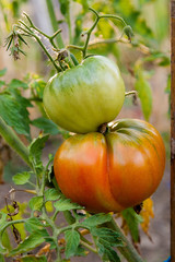Ripe tomatoes growing on the branches - cultivated in the garden