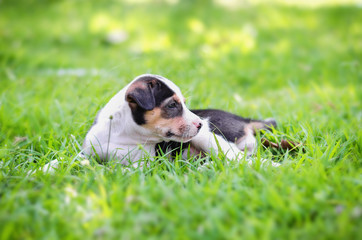 Naklejka na ściany i meble cute Beagle puppy happy over the meadow and sunshine