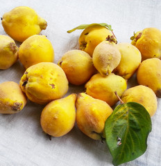 Quitten, Birnenquitten, Erntezeit im Herbst, regionales Obst aus dem eigenen Garten mit vielen Vitaminen