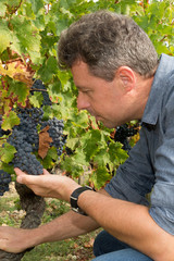 Winemaker Man Harvesting Grapes in the Vineyard