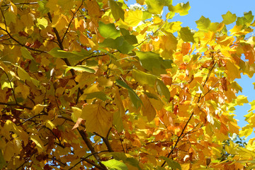 The autumn leaves against the blue sky
