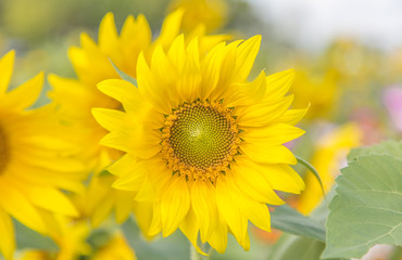 The blooming is a sunflower