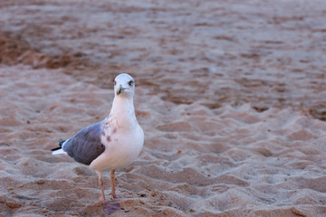 Seagull on the sand beach