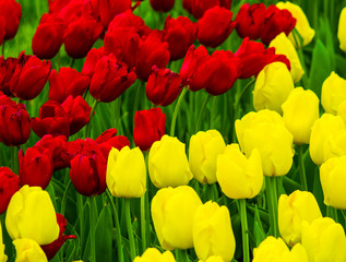 Obraz premium Flowers Tulips. yellow and red tulips