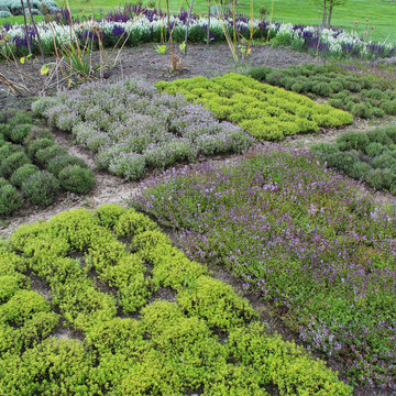 Thym / Thymus vulgaris