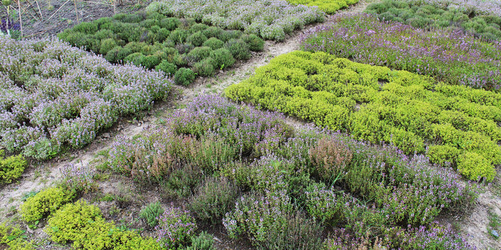 Thym / Thymus vulgaris