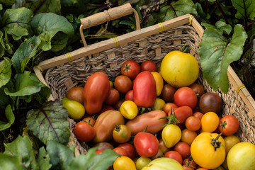 Basket of freshly picked colorful organic baby tomatoes surrounded by beets leaf