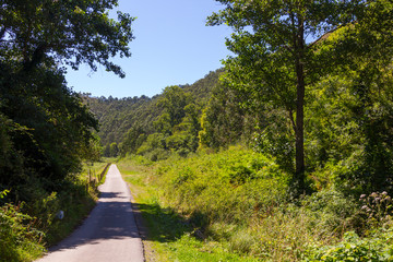 Fototapeta premium Small road in the woods of a mountain