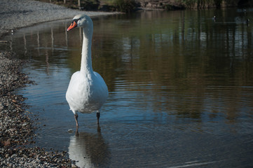 Cygne blanc au bord d'un lac 