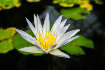 Close up small blooming white lotus in the pond