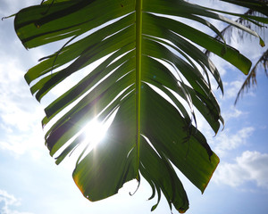 Laceration banana leaf with sunlight and sky