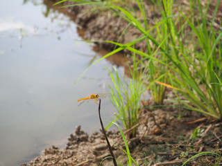 Dragonfly beside the pond of rice field