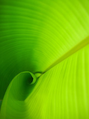 Young and green Banana leaf © lollynut
