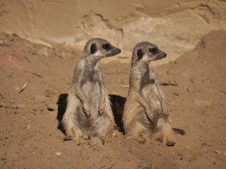 Erdmännchen
