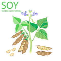 Soybeans Vector Illustrations Set On A White Background. Soybeans Protein. Soybeans For Sale. Soybeans Plant. Complete Protein.