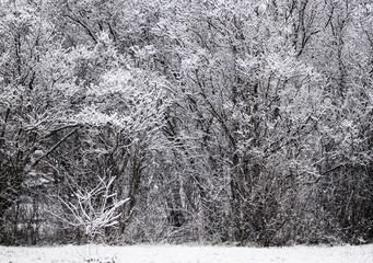 Winter landscape, first snow on tree branches. Soft selective fo