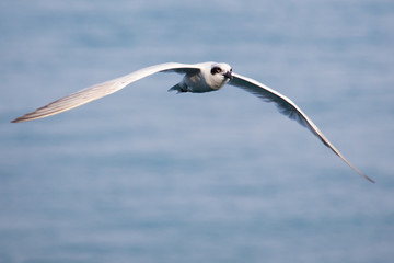 Tern on the Wing