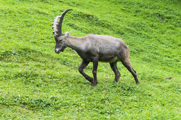 Steinbock in den Alpen auf grüner Wiese geht eines Weges
