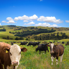 Herd of cows grazing 