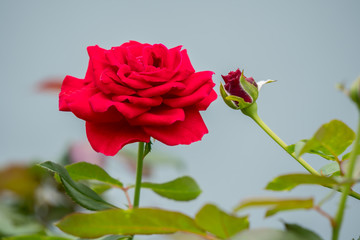 Flower in the garden,Thailand