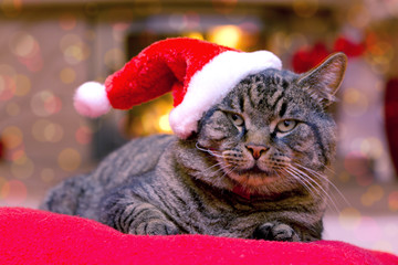 Gray Cat with Santa hat.