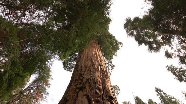 Sequoia Forest Dolly 07