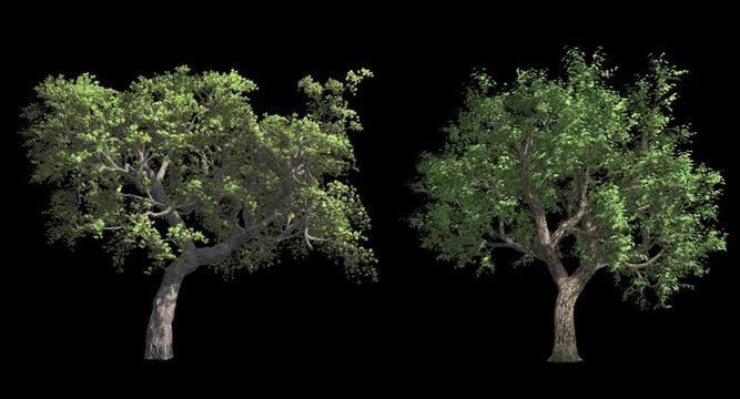 Isolated trees on black with wind and alpha mask