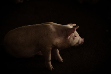 Pigs

