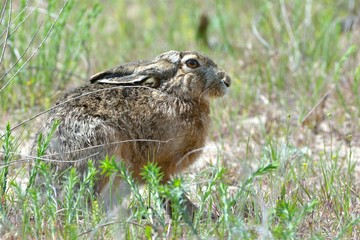 Hare in Letea Forest
