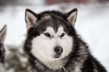 Husky dog portrait