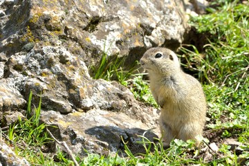 Naklejka na ściany i meble European Ground Squirrel in Springtime
