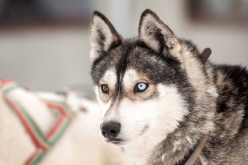 Husky dog portrait