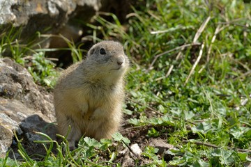 European Ground Squirrel in Springtime