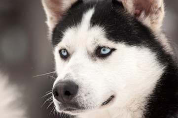Obraz premium Husky dog portrait