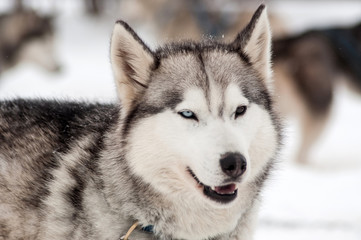 Husky dog portrait