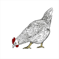 Vector drawing of a hen. Symbol of 2017 on the Chinese calendar. Use printed materials, signs, items, websites, maps, posters, postcards, packaging.