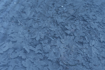 dead leaves underwater, autumn background