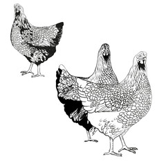 Vector drawing of a hen. Symbol of 2017 on the Chinese calendar. Use printed materials, signs, items, websites, maps, posters, postcards, packaging.