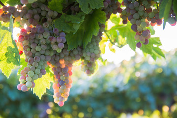 Bunches of ripe grapes before harvest.
