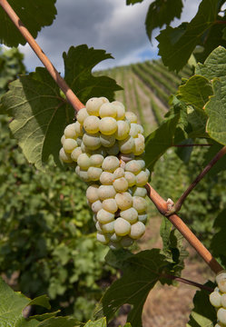 White grapes Moezel germany