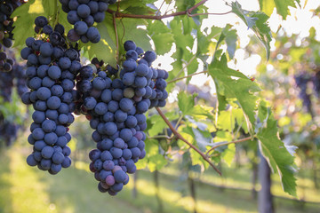 Bunches of ripe grapes before harvest.
 - obrazy, fototapety, plakaty
