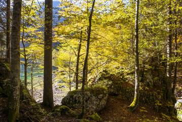 Beautiful mountain forest in autumn