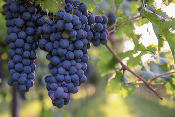Bunches of ripe grapes before harvest.
