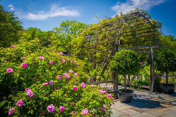 Fototapeta premium Gardens at the National Arboretum in Washington, DC.